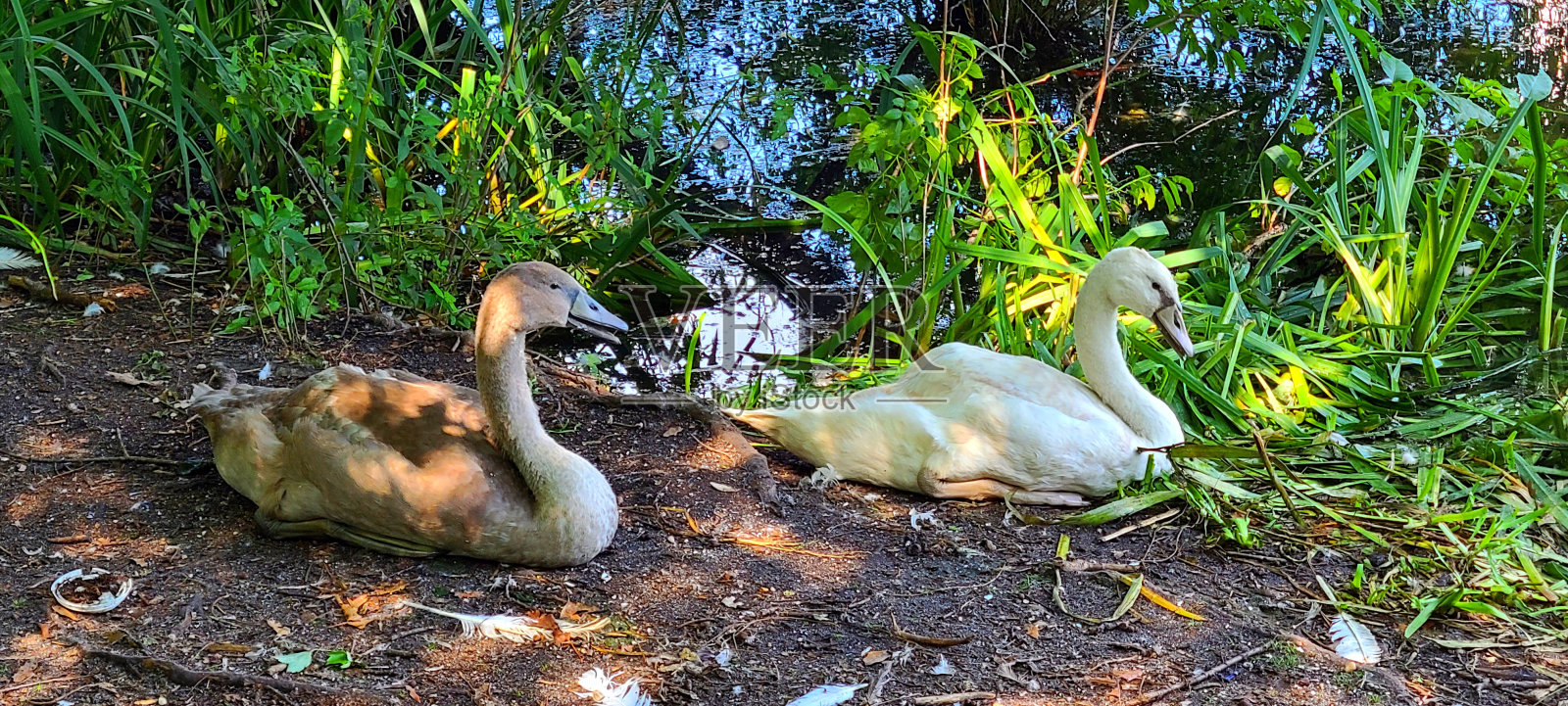 两只鹅坐着照片摄影图片
