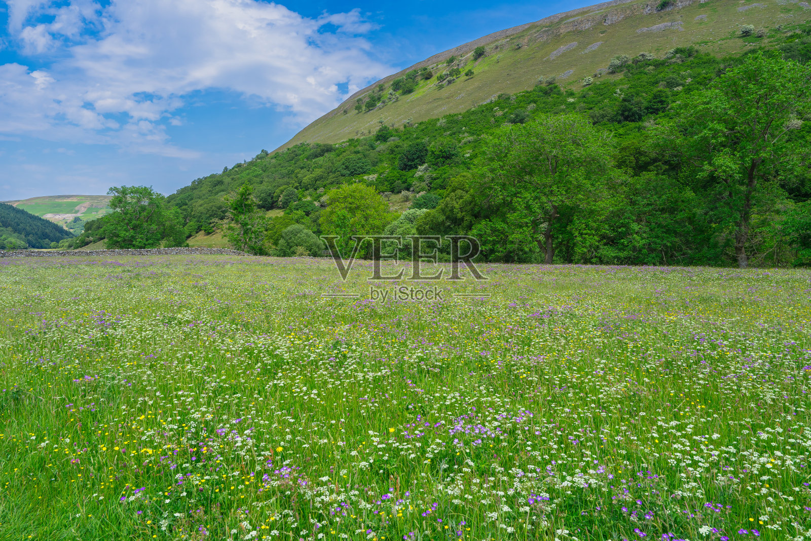 斯威代尔市穆克附近的野花草地照片摄影图片