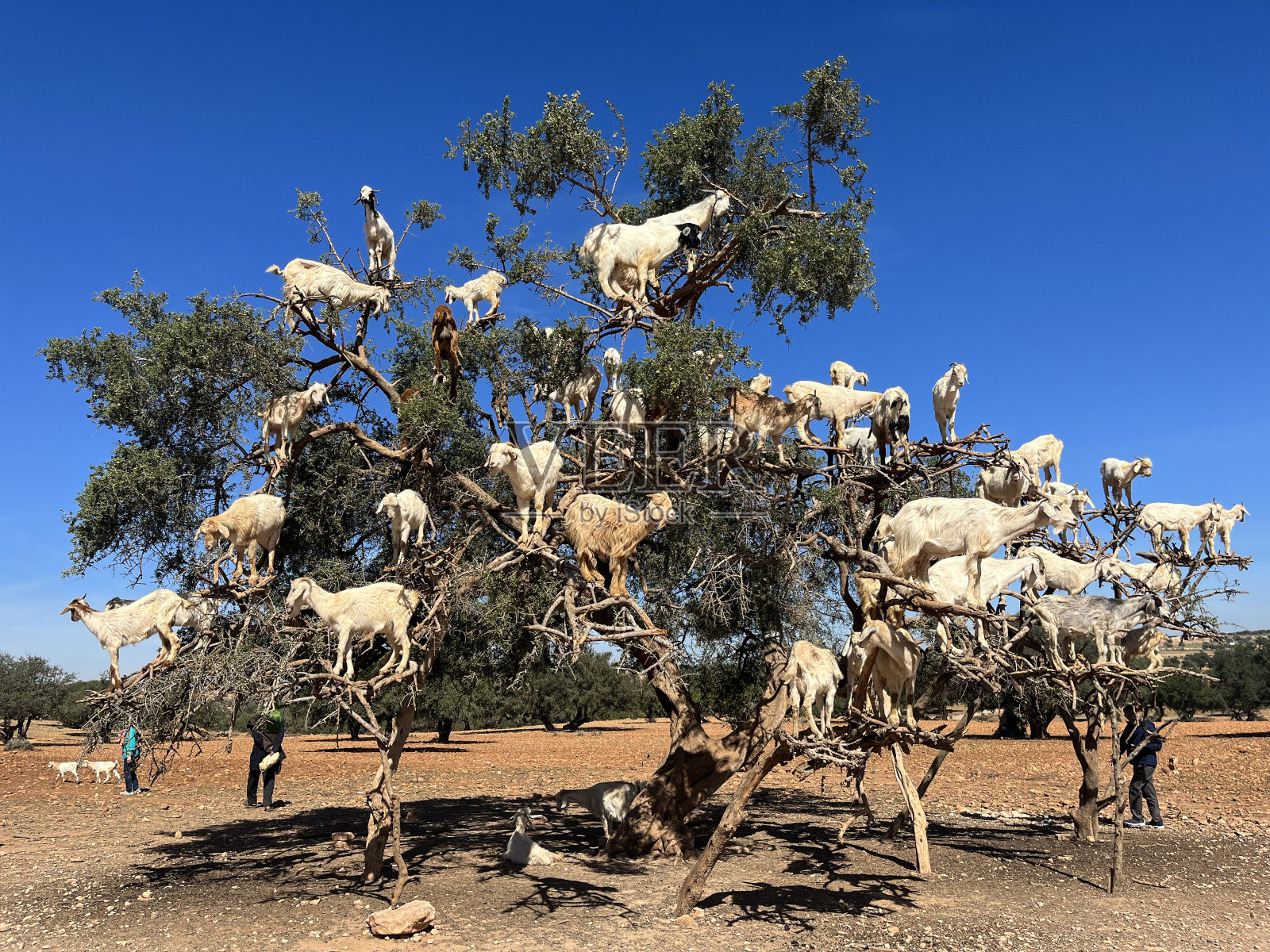 非洲，摩洛哥:马拉喀什和索维拉之间的摩洛哥平原上，山羊在一棵摩洛哥坚果树上吃着它的果实照片摄影图片