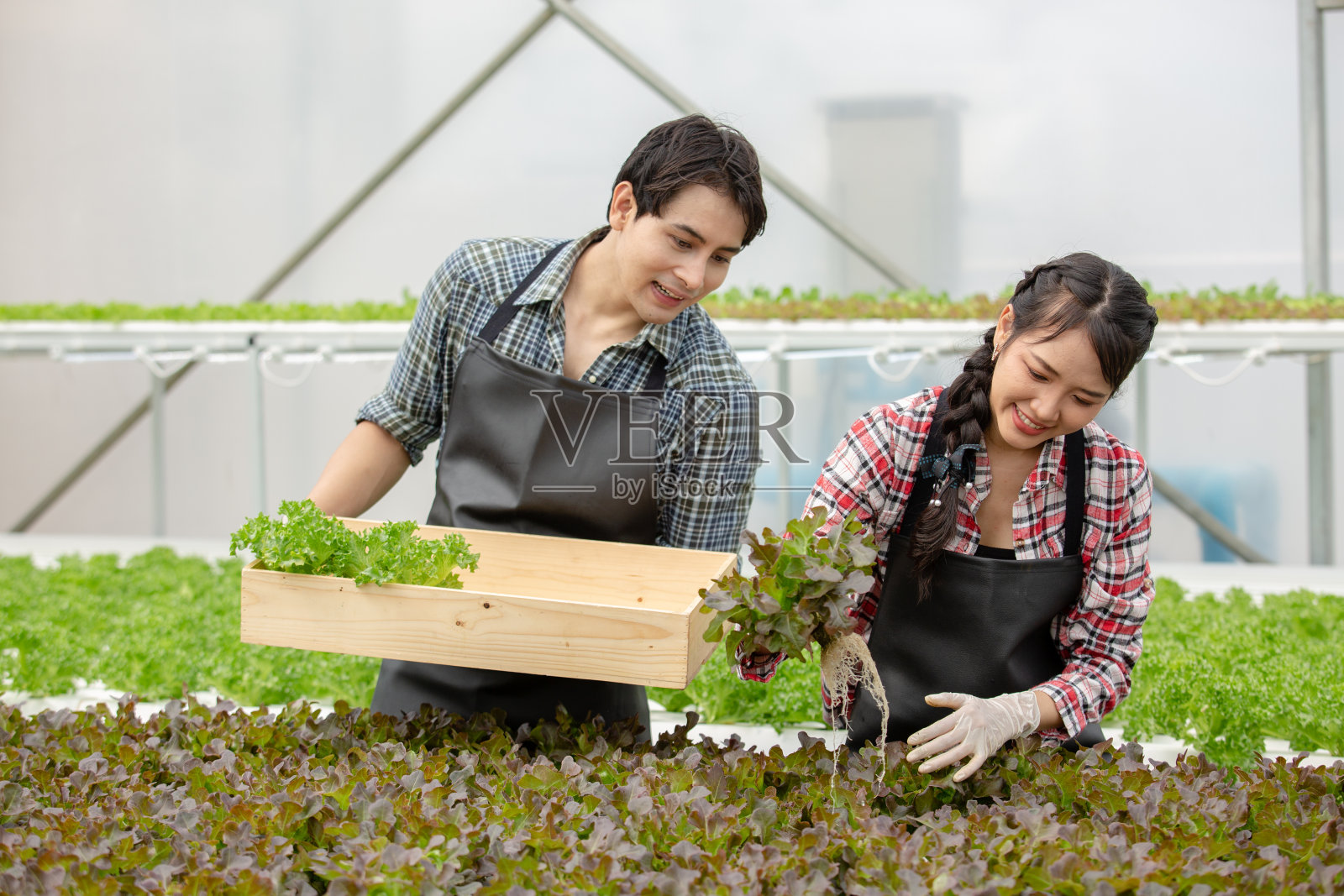 在有机温室农场工作的亚洲男人和女人采摘蔬菜。水培法农业。照片摄影图片