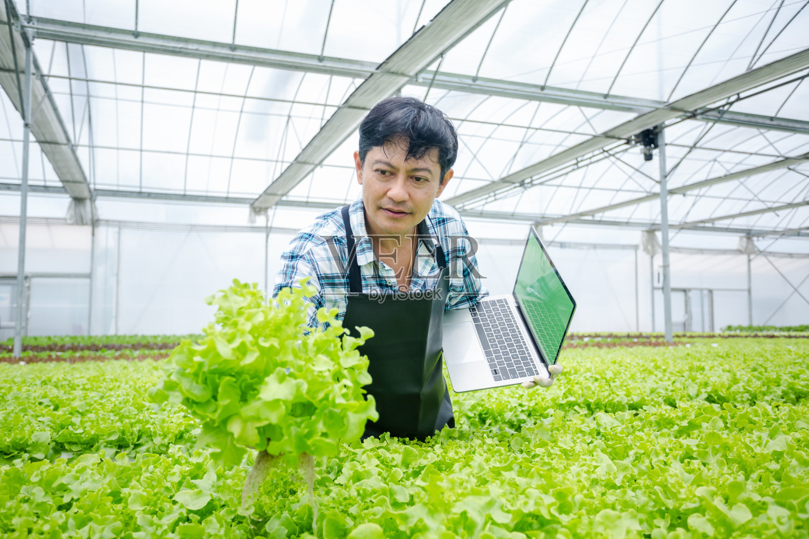 男农民用手提电脑检测温室蔬菜水培质量。蔬菜健康食品的概念。智能农场利用技术种植商业水力农产品。照片摄影图片