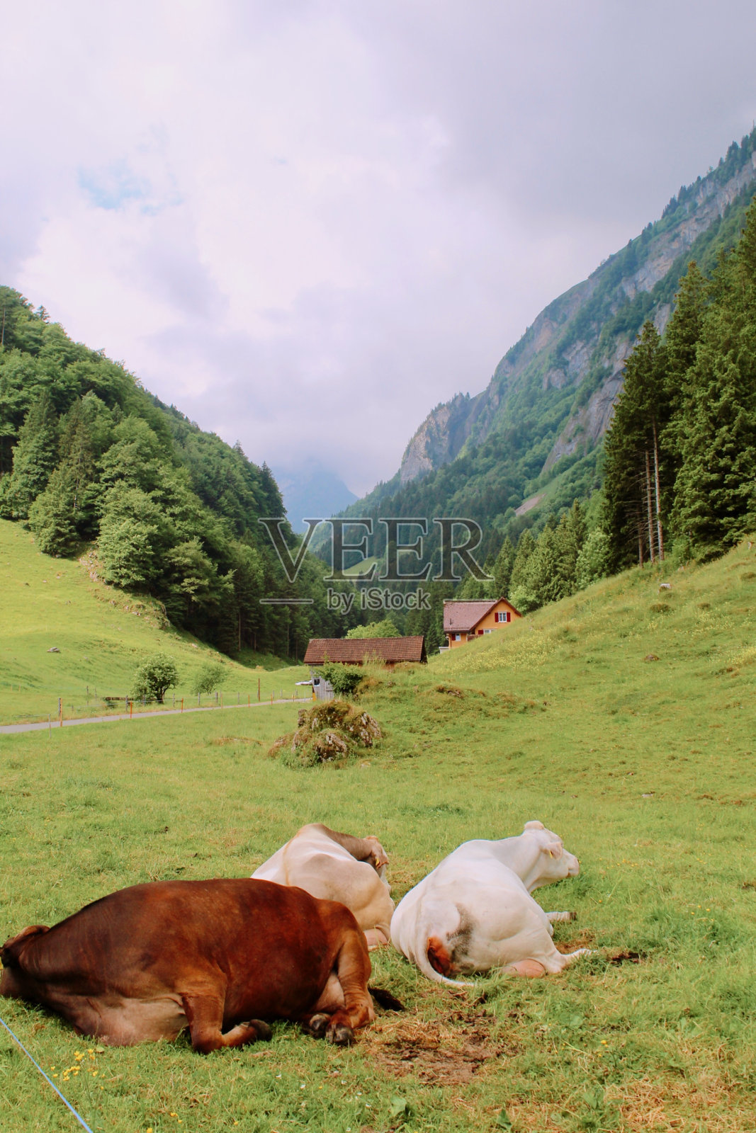 绿色的农田照片摄影图片