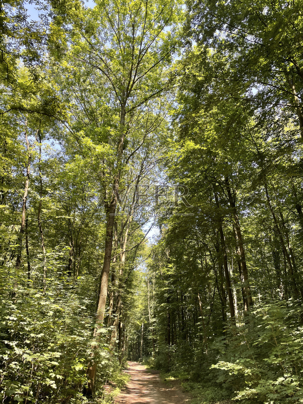 索林根Ohligser Heide自然保护区的徒步小径照片摄影图片