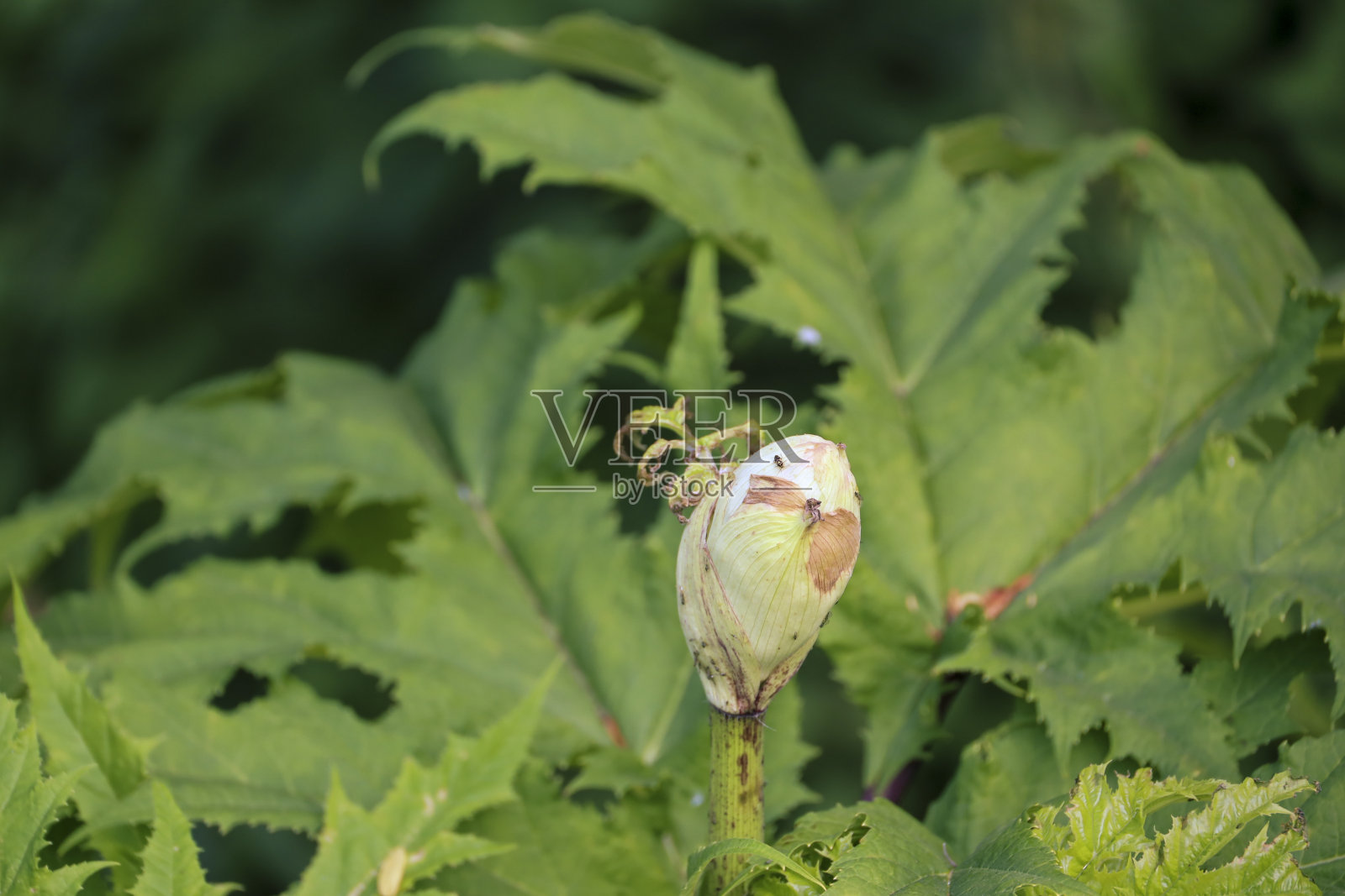 路旁的大猪草照片摄影图片