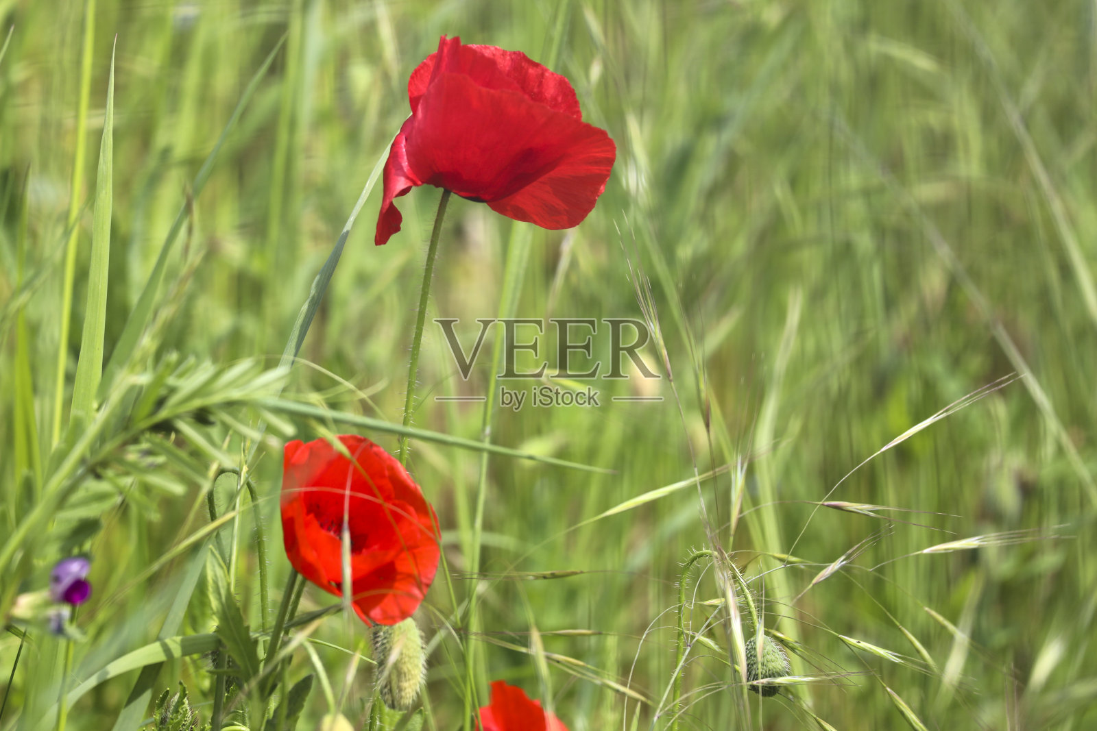 阳光下的罂粟花照片摄影图片