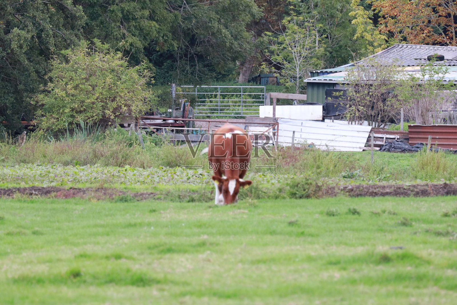 红色和黑色的荷斯坦弗里斯兰奶牛在新沃克和艾塞尔的草地上照片摄影图片