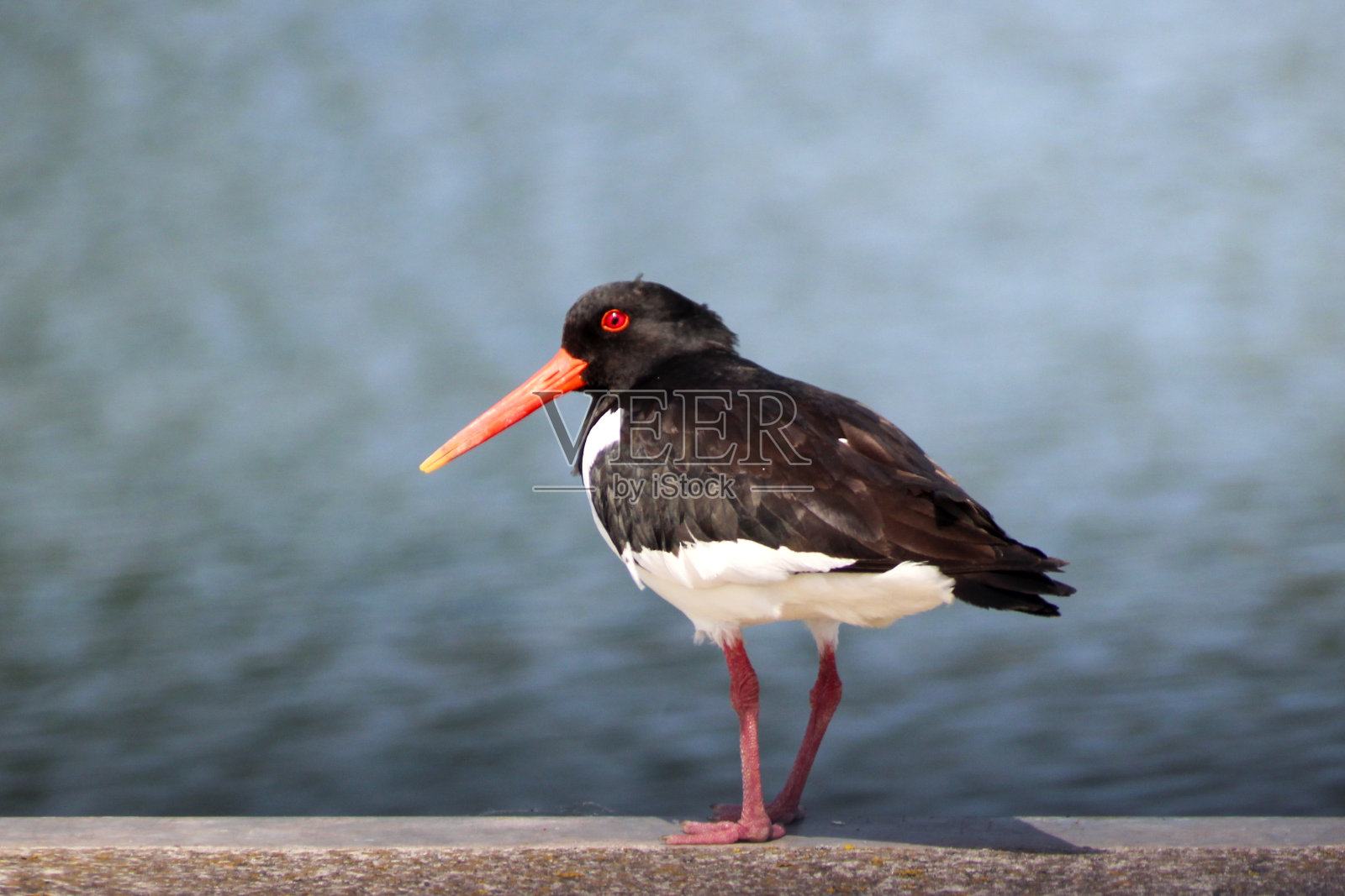 荷兰鹿特丹港码头上的捕牡蛎者照片摄影图片