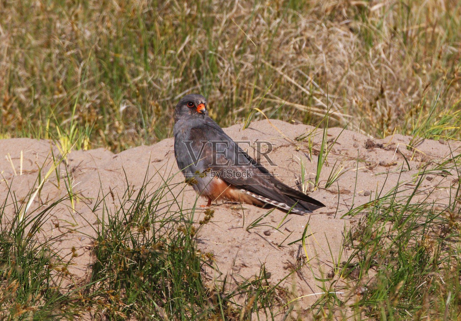 红脚隼(Falco vespertinus)照片摄影图片
