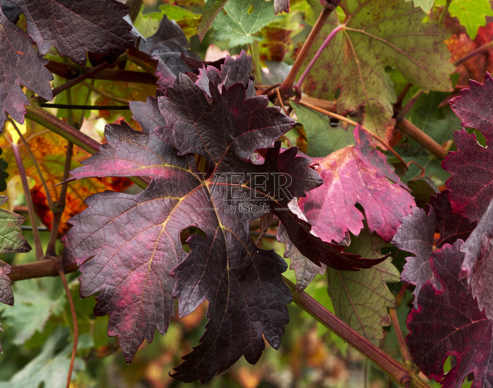 秋天藤蔓的红色花朵照片摄影图片