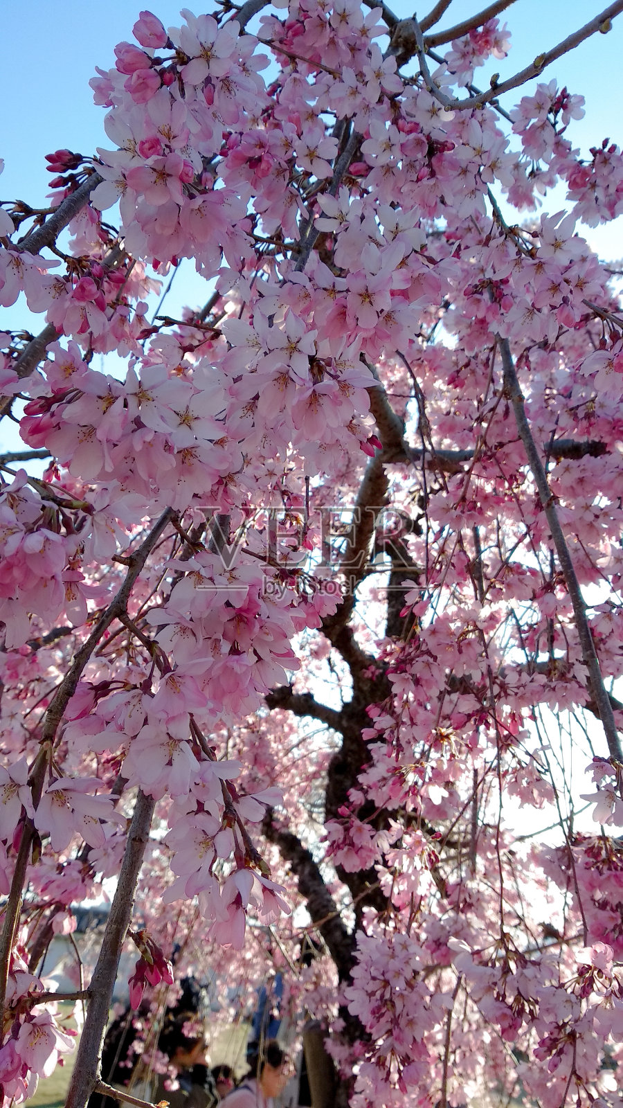 美丽的粉红色樱花在春天的花园里盛开照片摄影图片