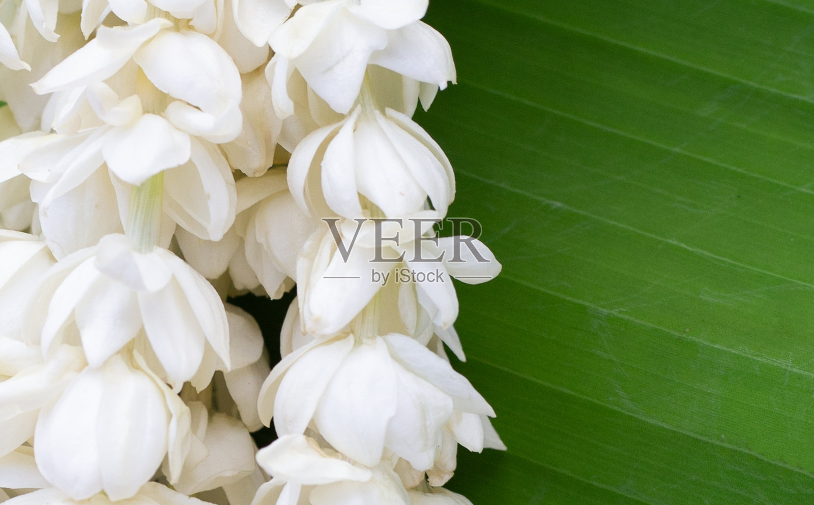 泰国白色茉莉花花环照片摄影图片