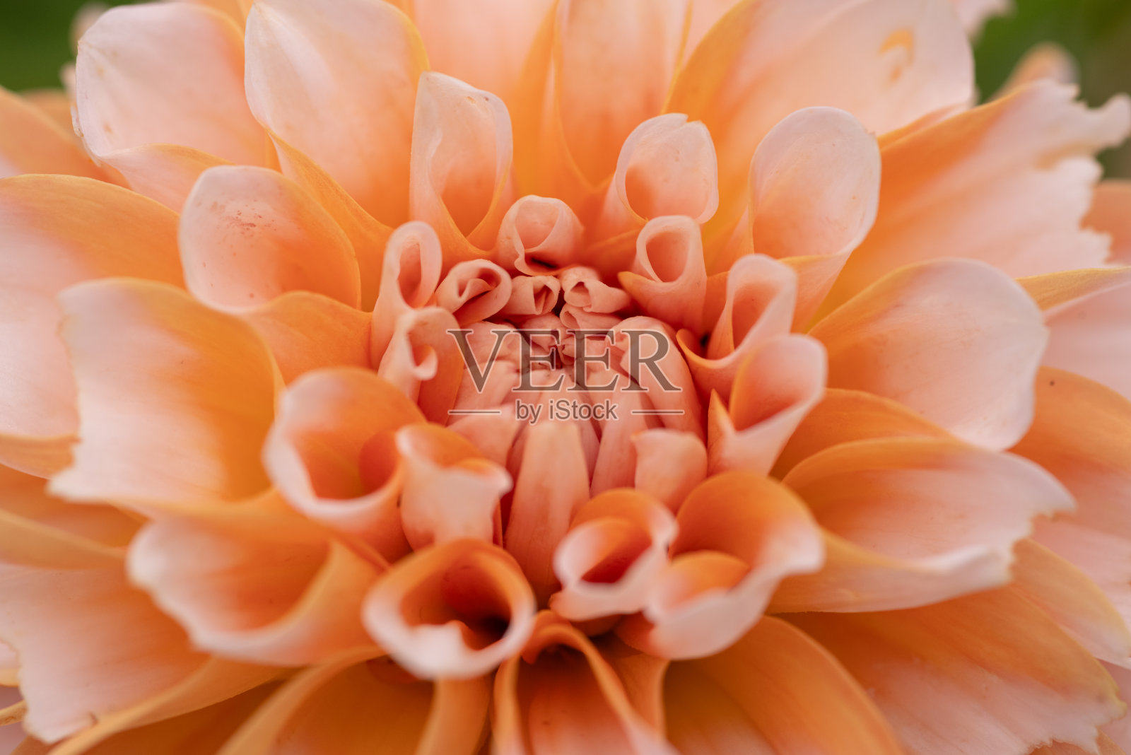 大丽花照片摄影图片