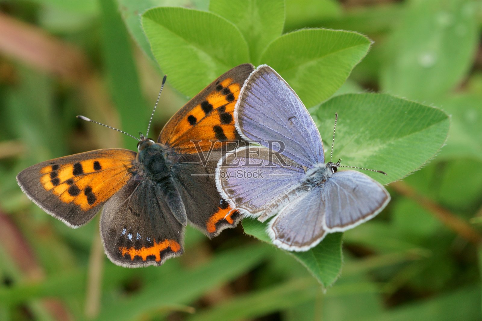 红小灰蝶＆燕小灰蝶照片摄影图片