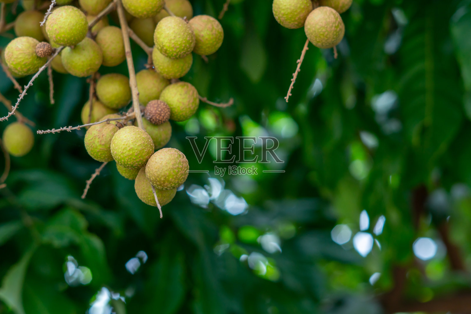 泰国 Longan 果园：热带水果 Longan照片摄影图片