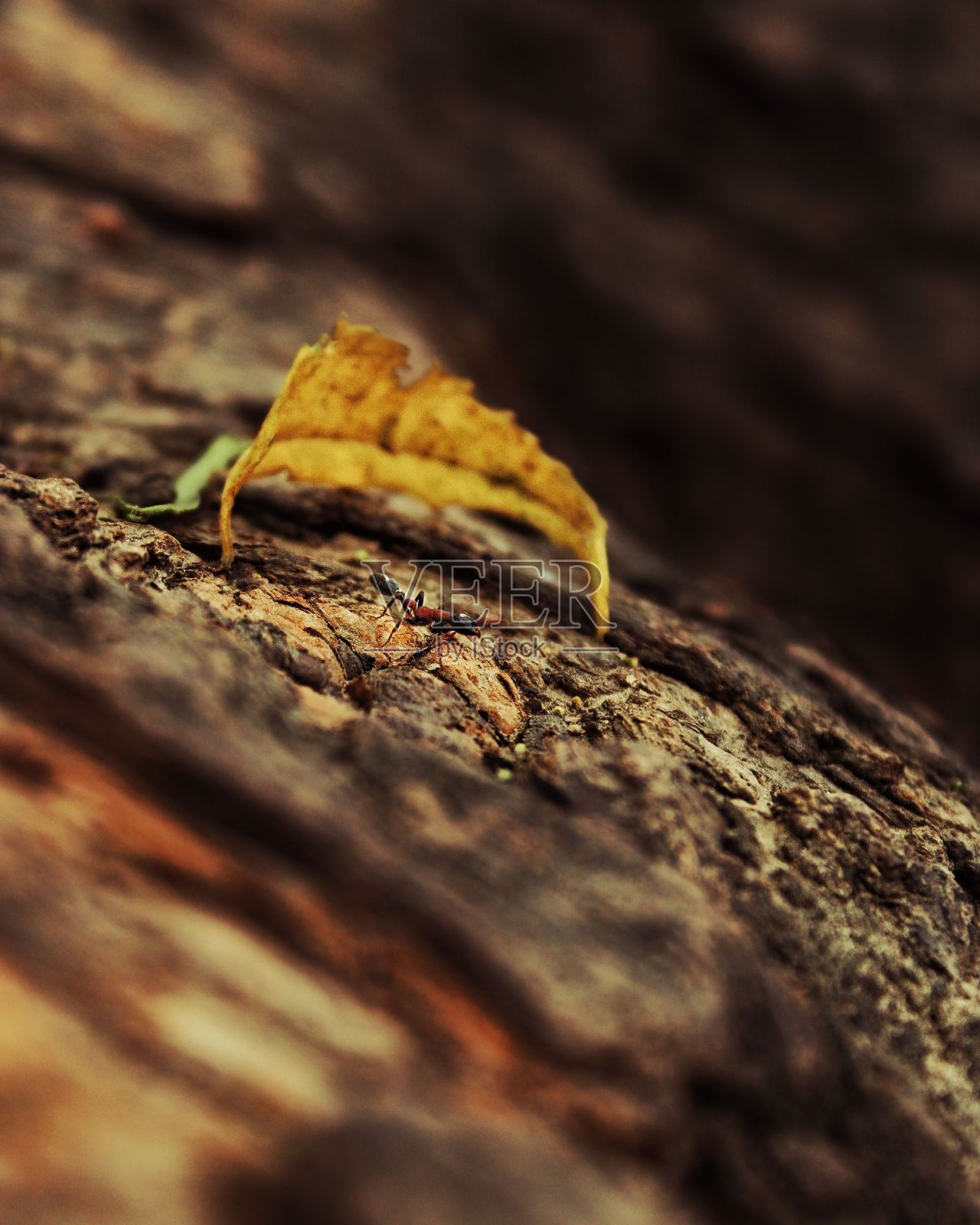 树上蚂蚁被一片黄色叶子包围的微距照片照片摄影图片