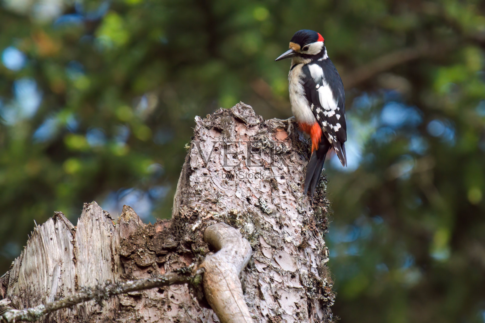大斑点啄木鸟，雄性照片摄影图片