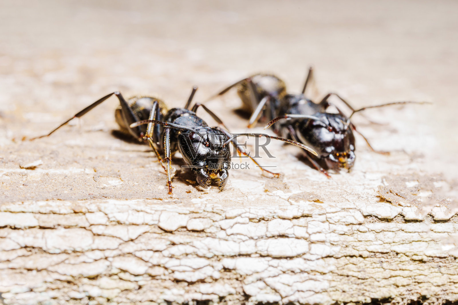 特写镜头。一只黑色的木虫蚂蚁在树的表面。照片摄影图片