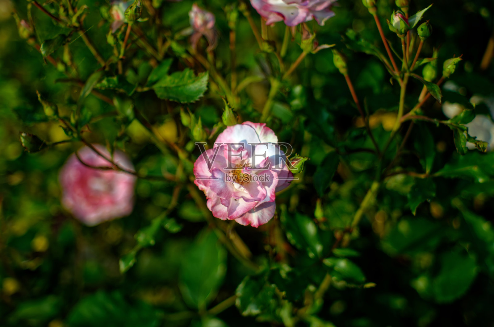 花园里的茶玫瑰花照片摄影图片