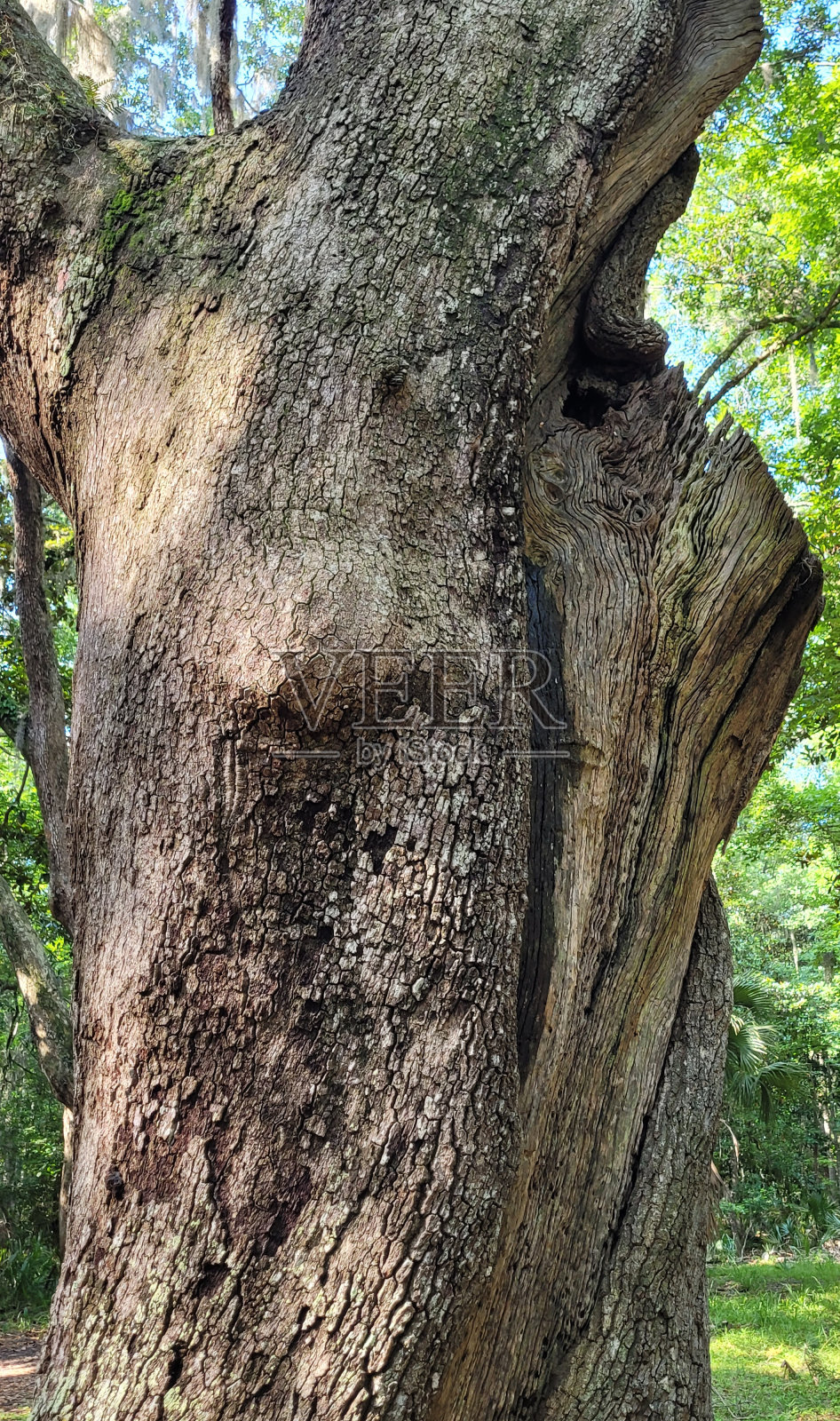 一棵树干上有奇怪纹理的树的特写照片摄影图片
