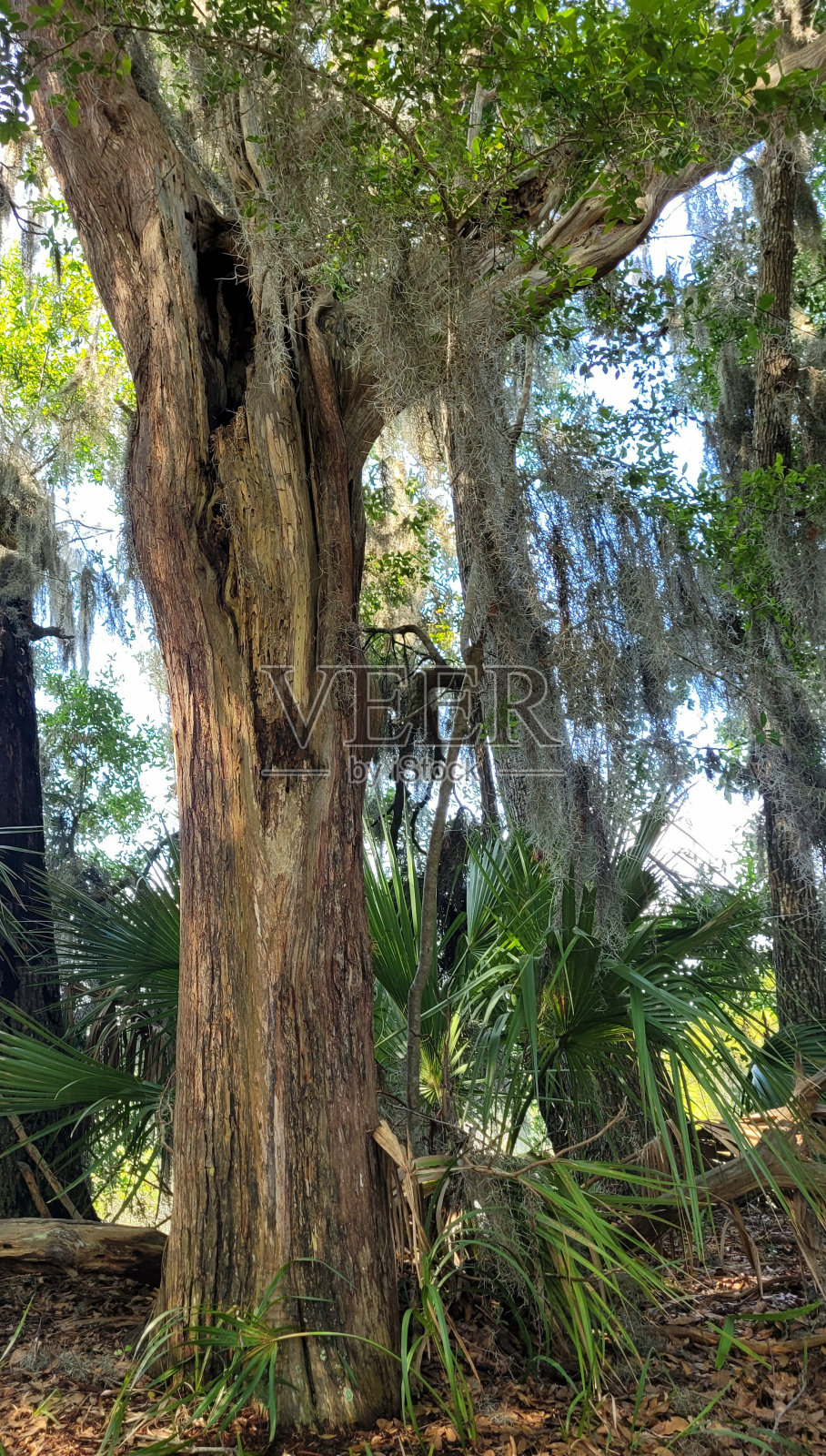 一辆形状有趣的树卡车。照片摄影图片
