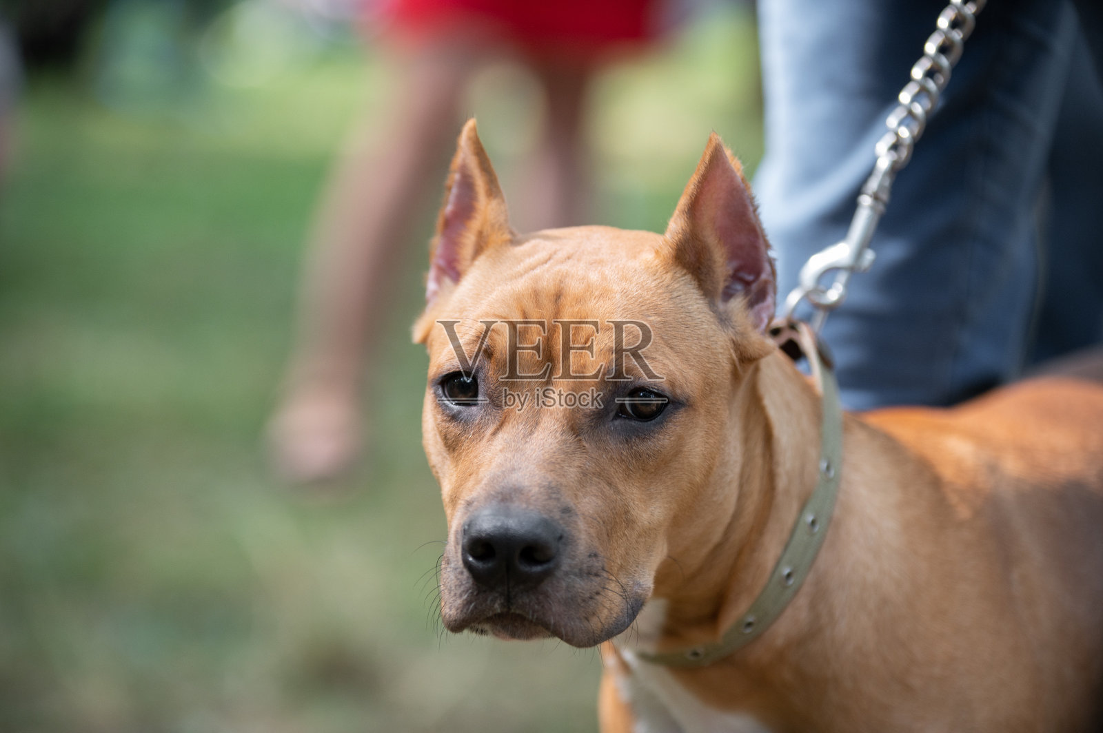 美国斯塔福德梗的肖像照片摄影图片