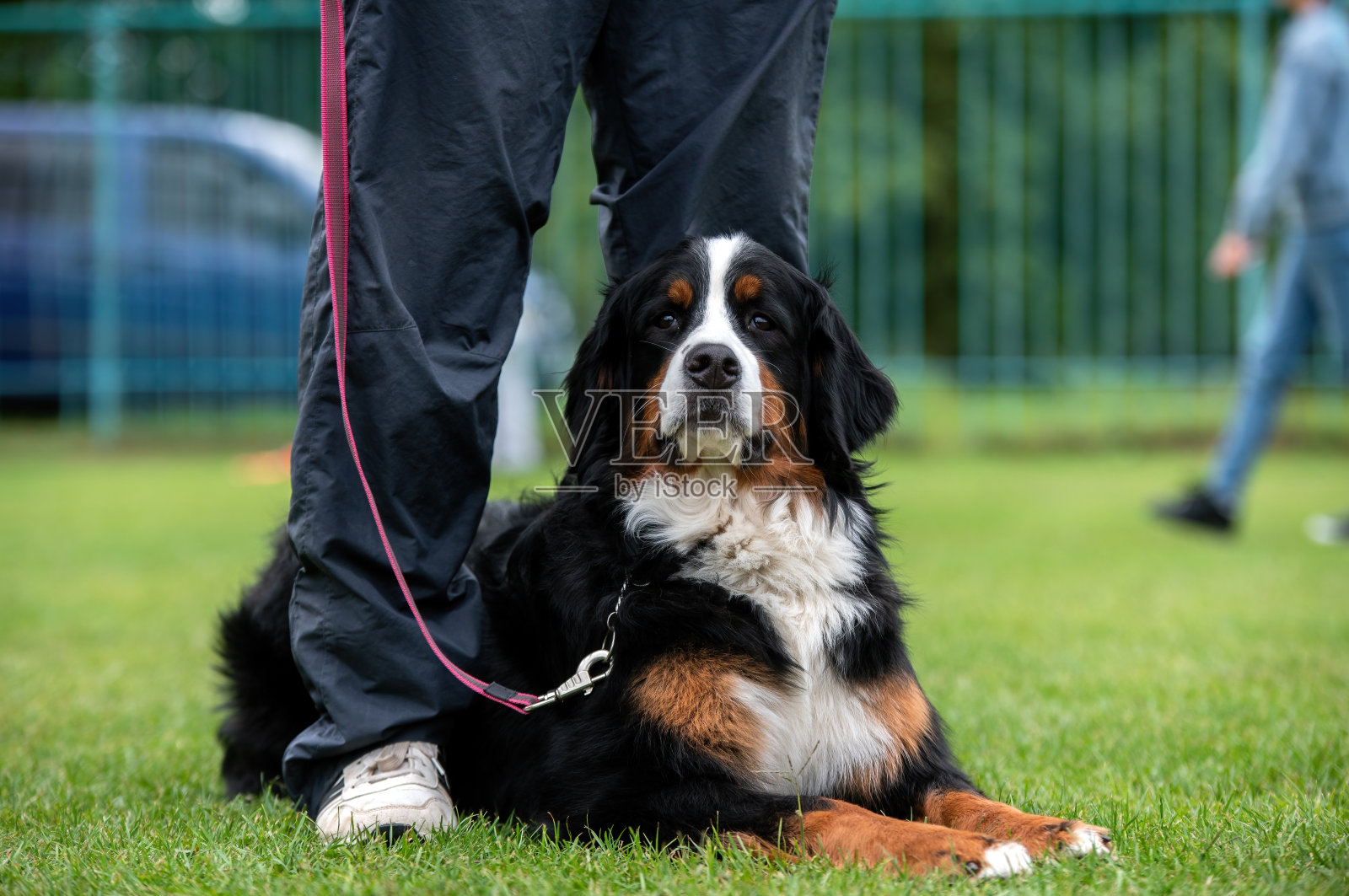 伯尔尼山犬的肖像照片摄影图片
