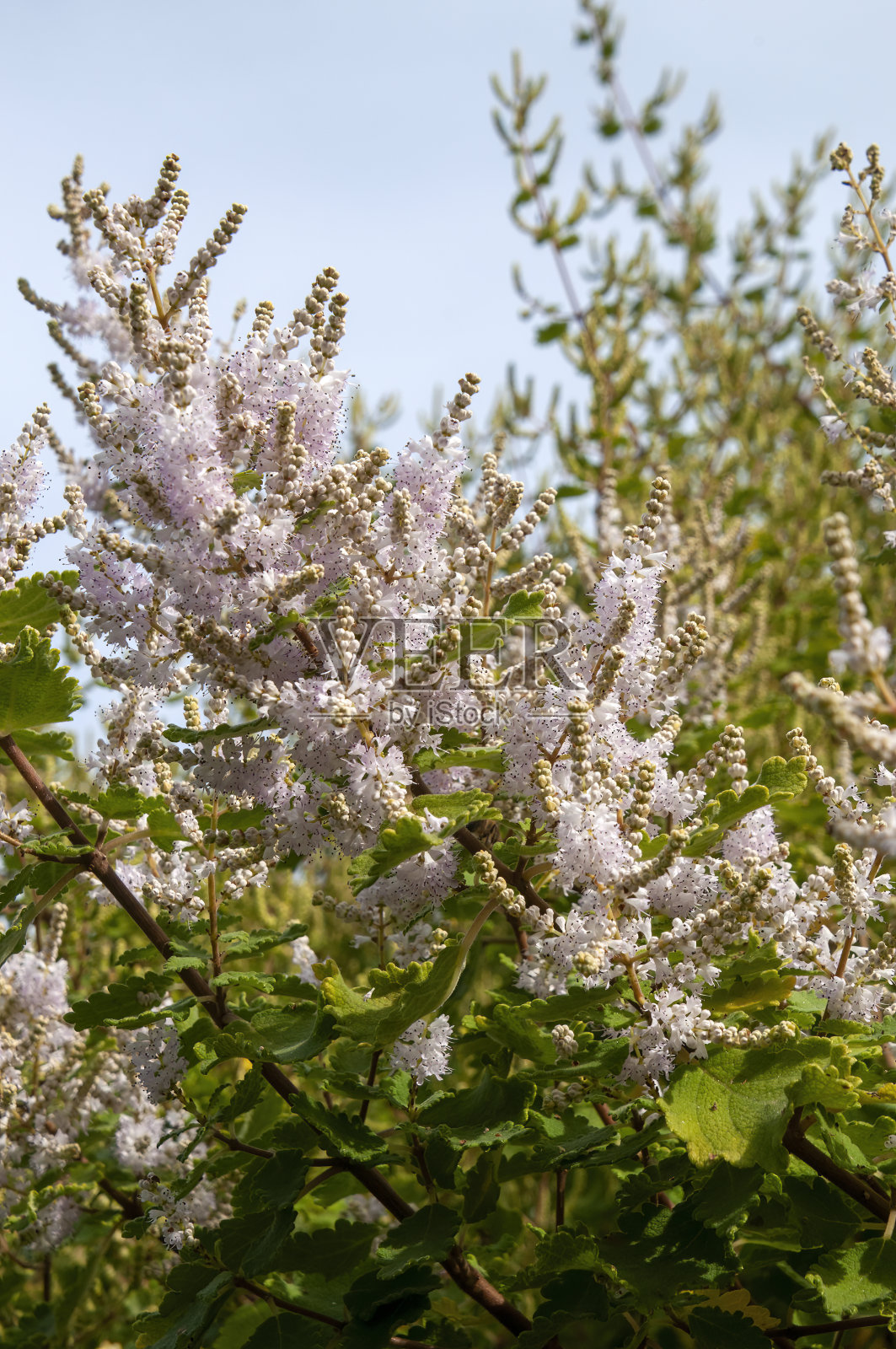 棕榈柳属植物或绣线菊属植物的开花茎照片摄影图片