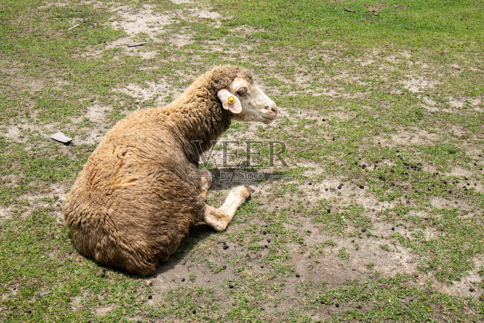 自然牧羊羊坐着休息照片摄影图片