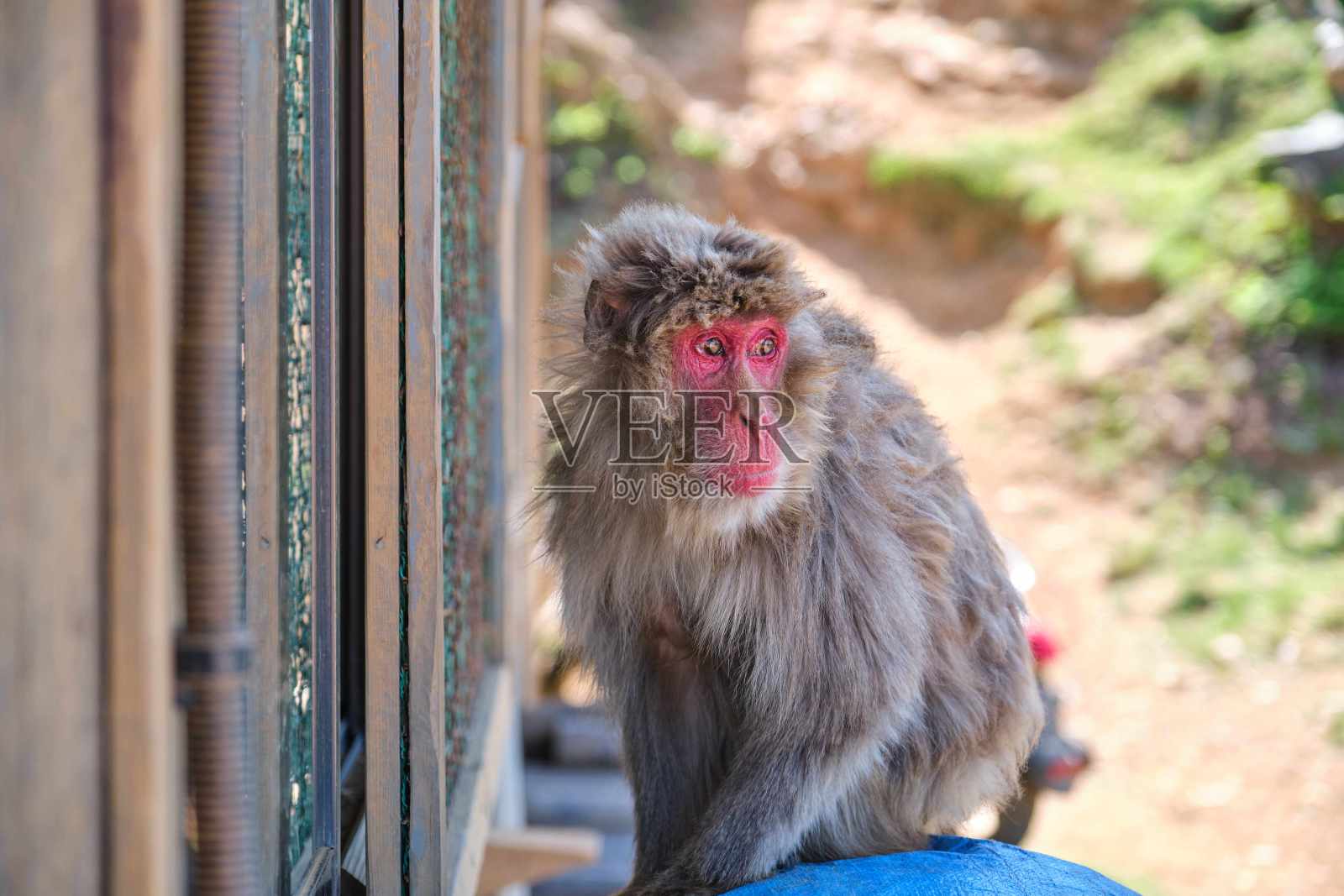 岩山猴子公园的日本猕猴。照片摄影图片