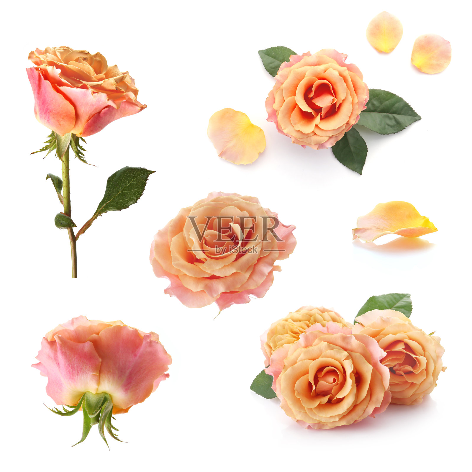 淡橙色玫瑰色孤立在白色的背景照片摄影图片