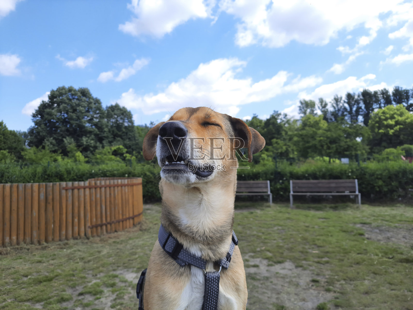 闭着眼睛的快乐狗。满意的口鼻杂种。照片摄影图片