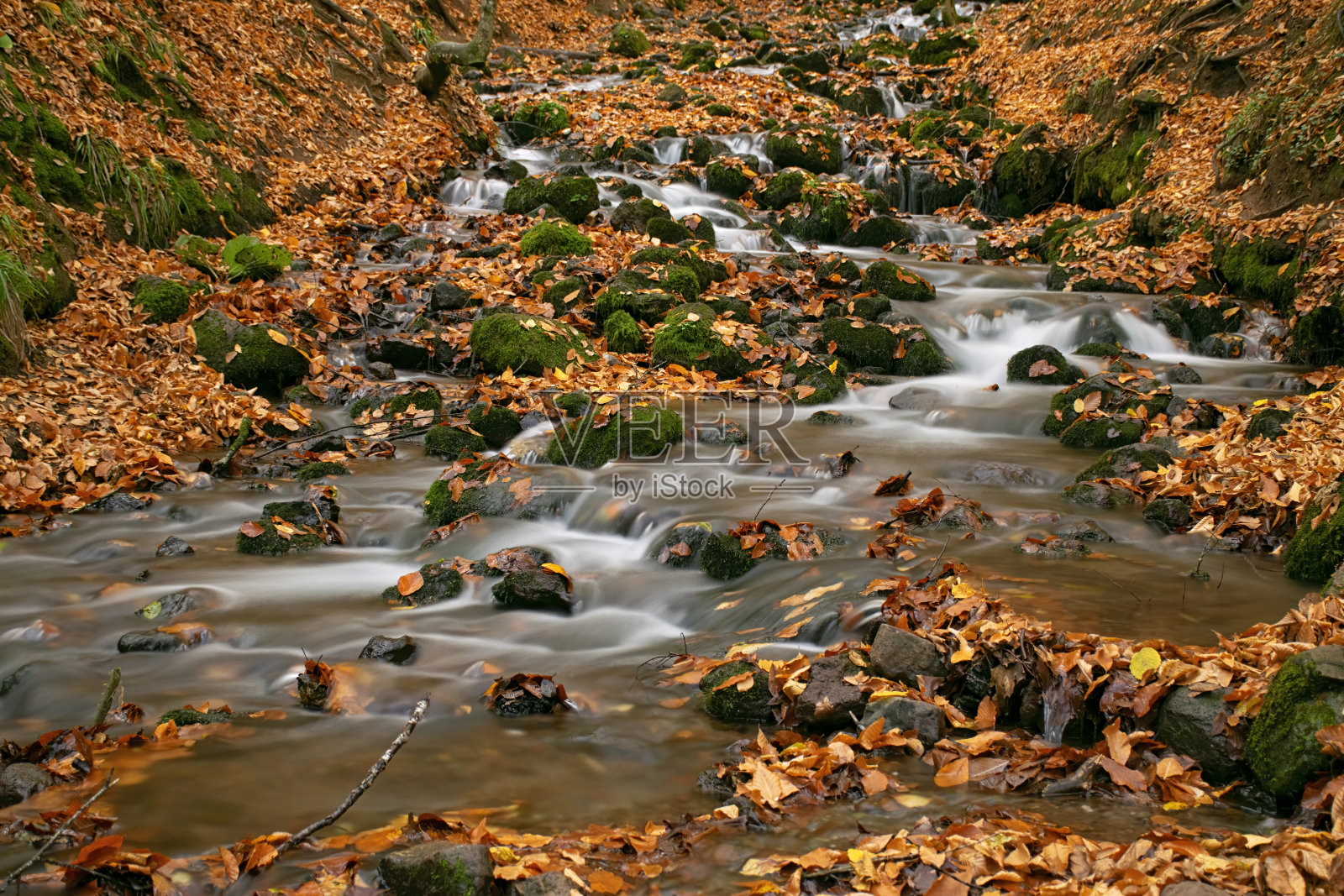 秋天的树叶在秋天的河水中流淌照片摄影图片