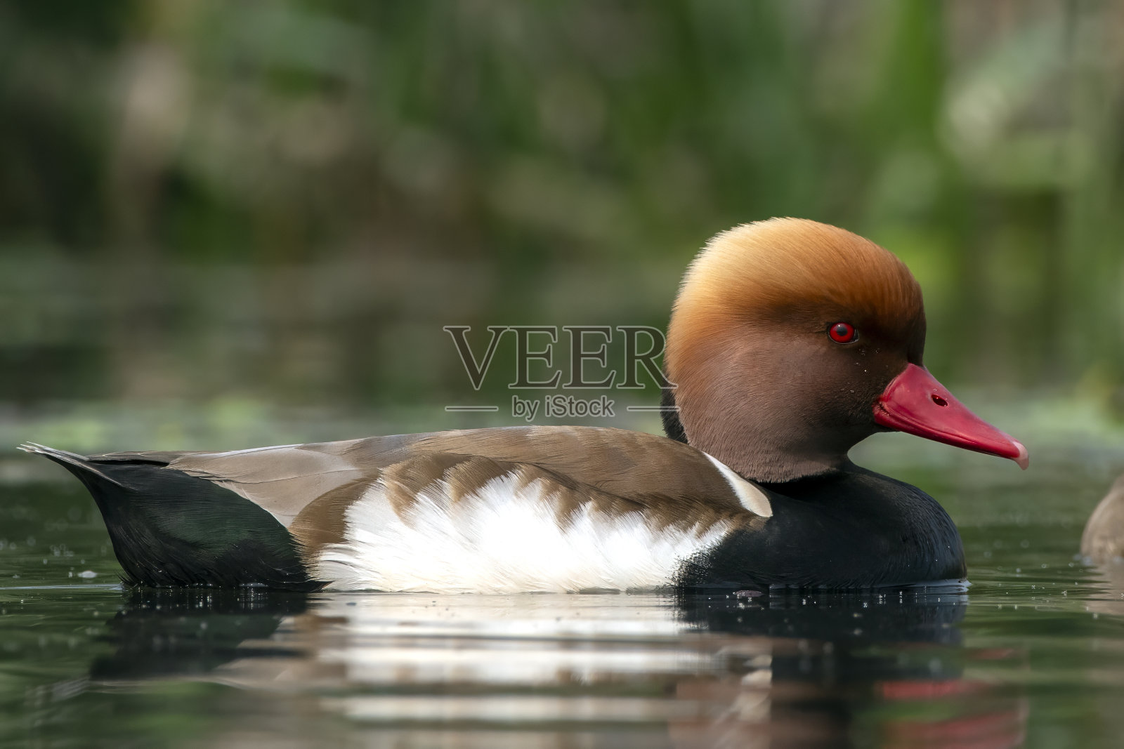 在印度西孟加拉邦加约尔达巴观察到的红冠潜鸭照片摄影图片