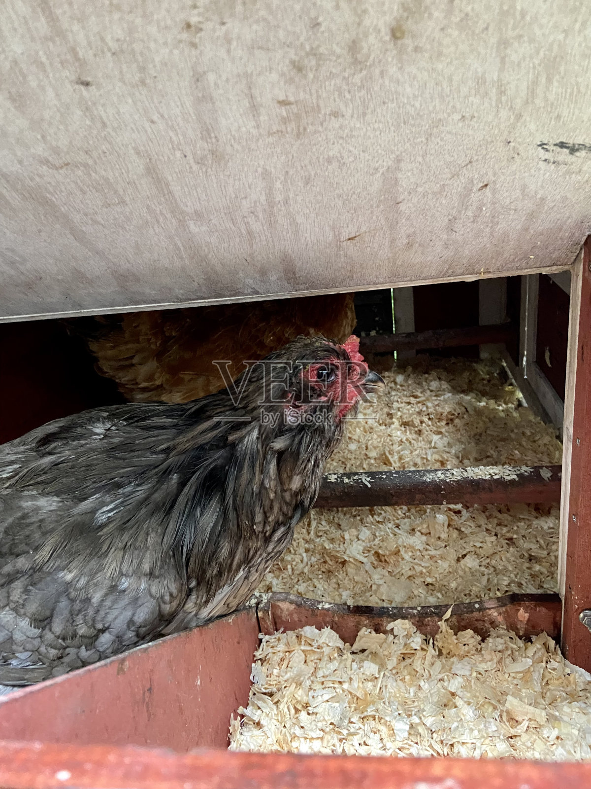 鸡笼里的灰母鸡照片摄影图片