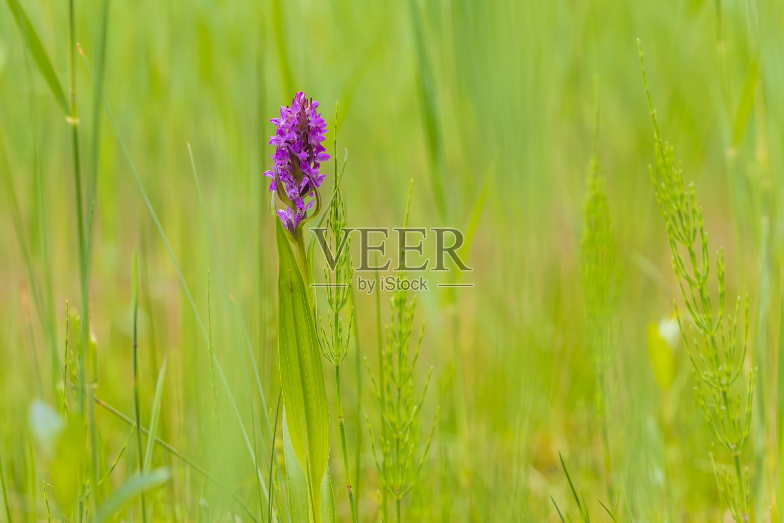紫兰花花兰花-兰花在绿色的田野。背景是美丽的散景。照片摄影图片