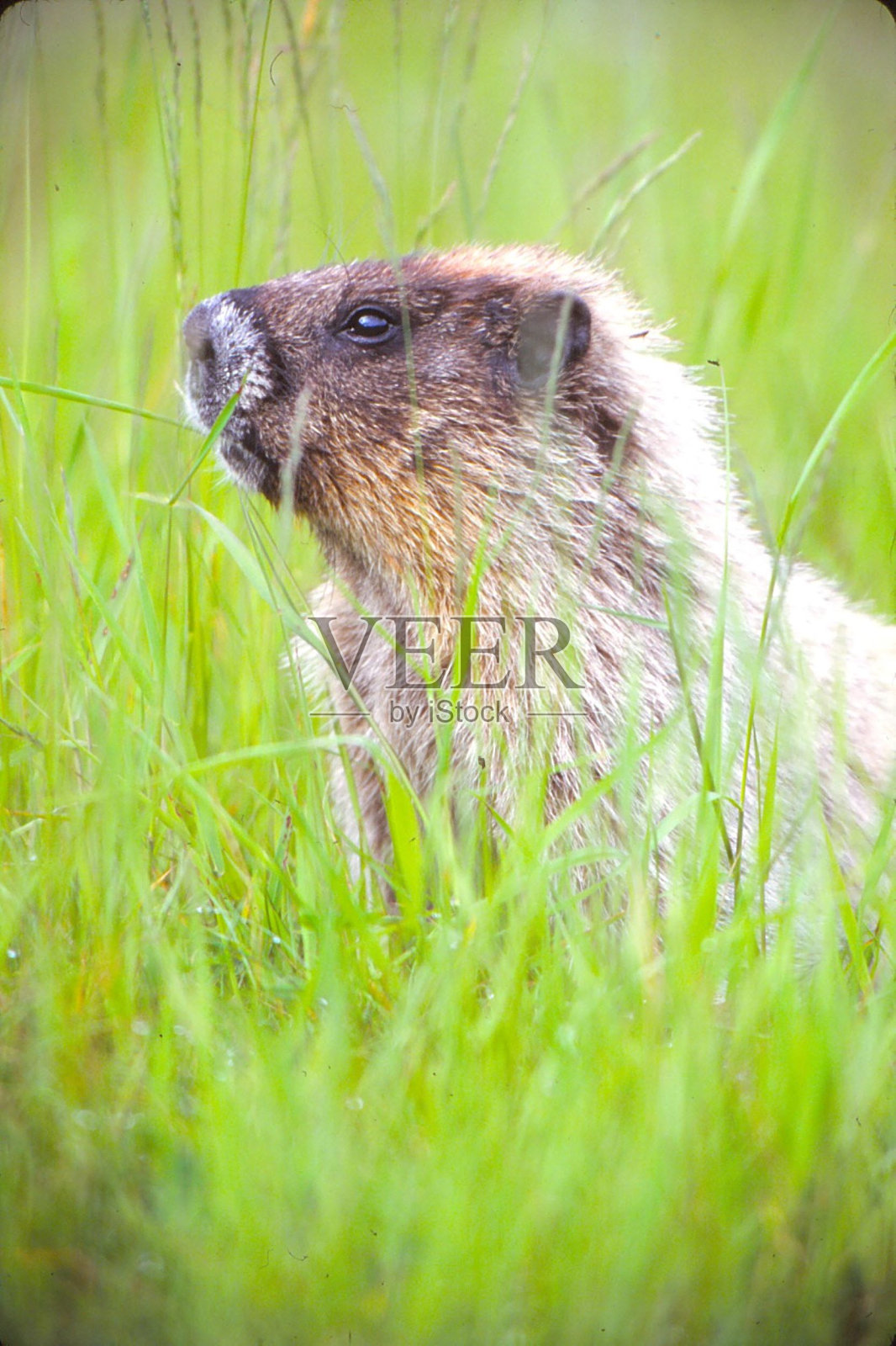 白土拨鼠-海德尔，阿拉斯加照片摄影图片