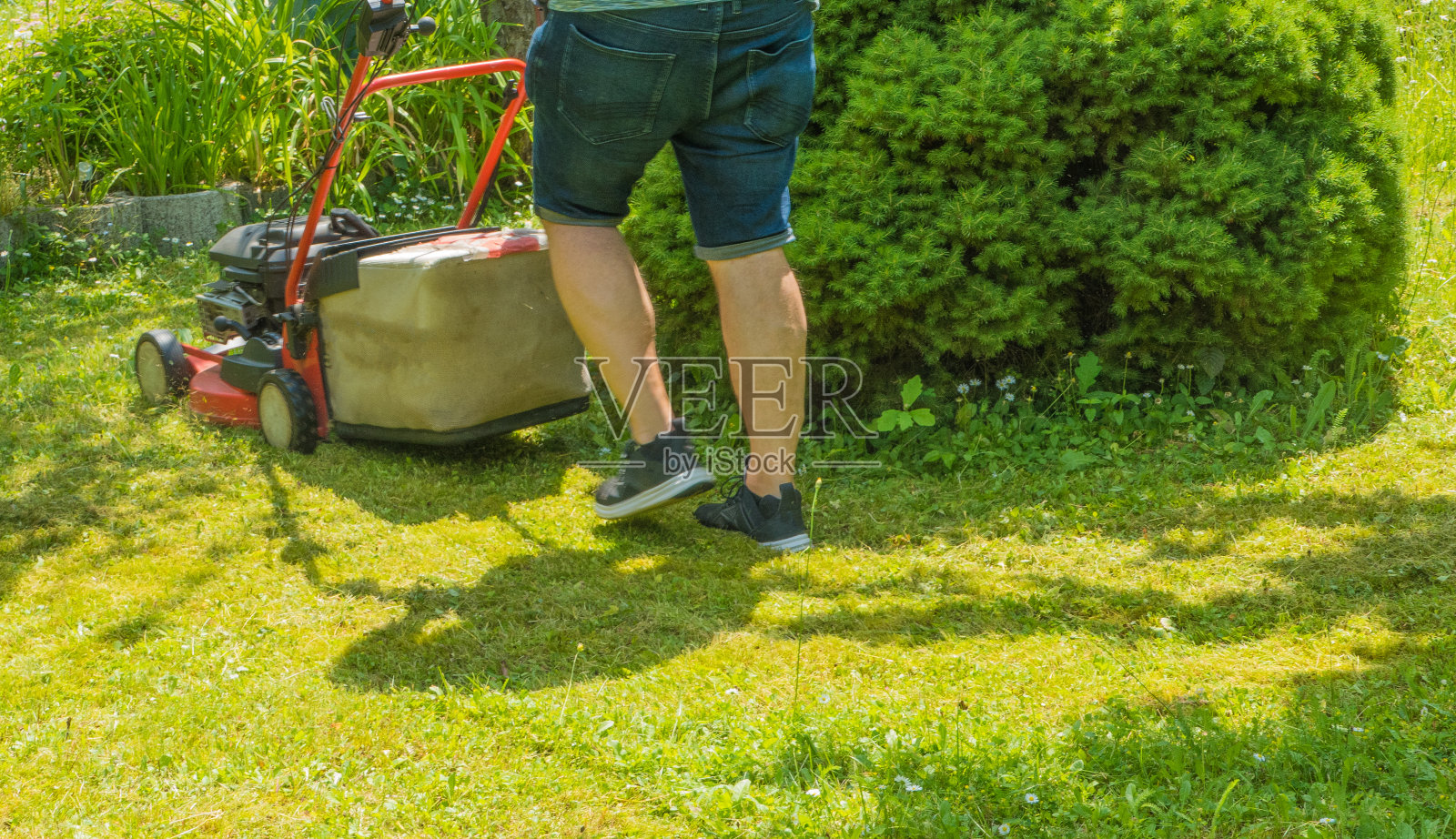用手动割草机修剪草坪照片摄影图片