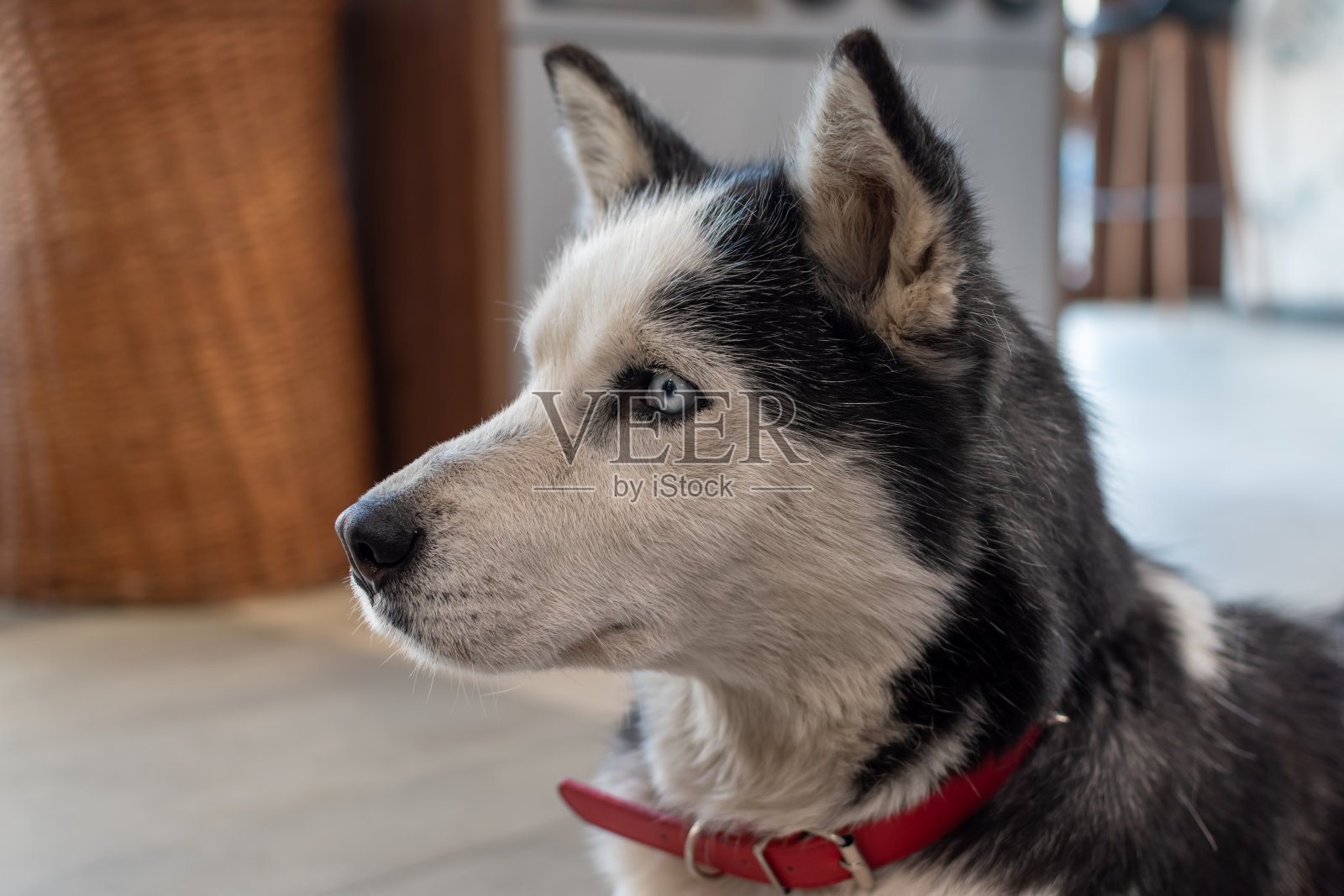 成年哈士奇犬照片摄影图片