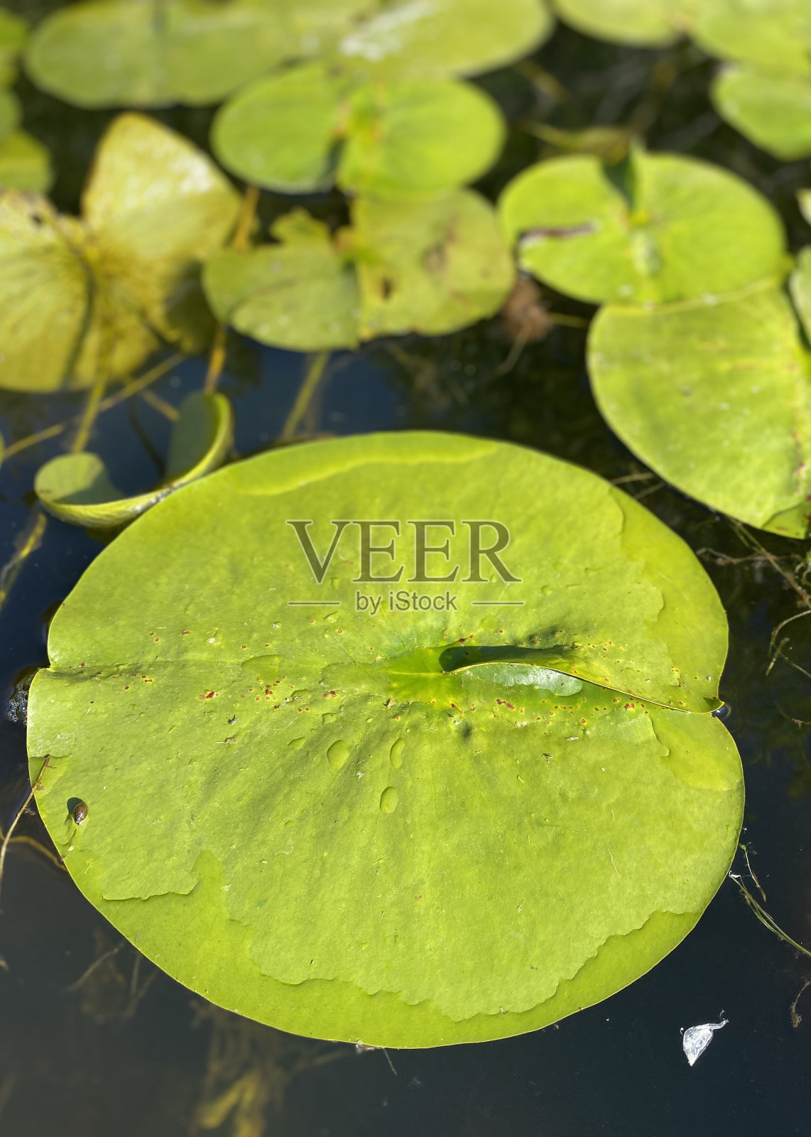 莉莉垫照片摄影图片