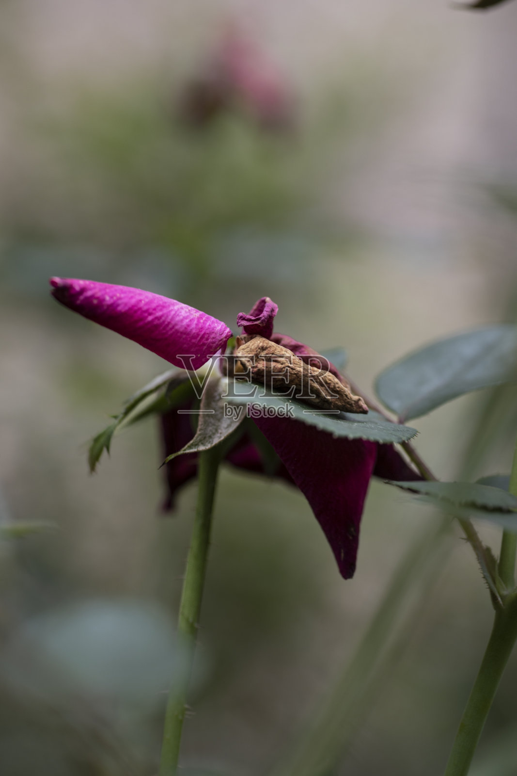 死玫瑰花照片摄影图片