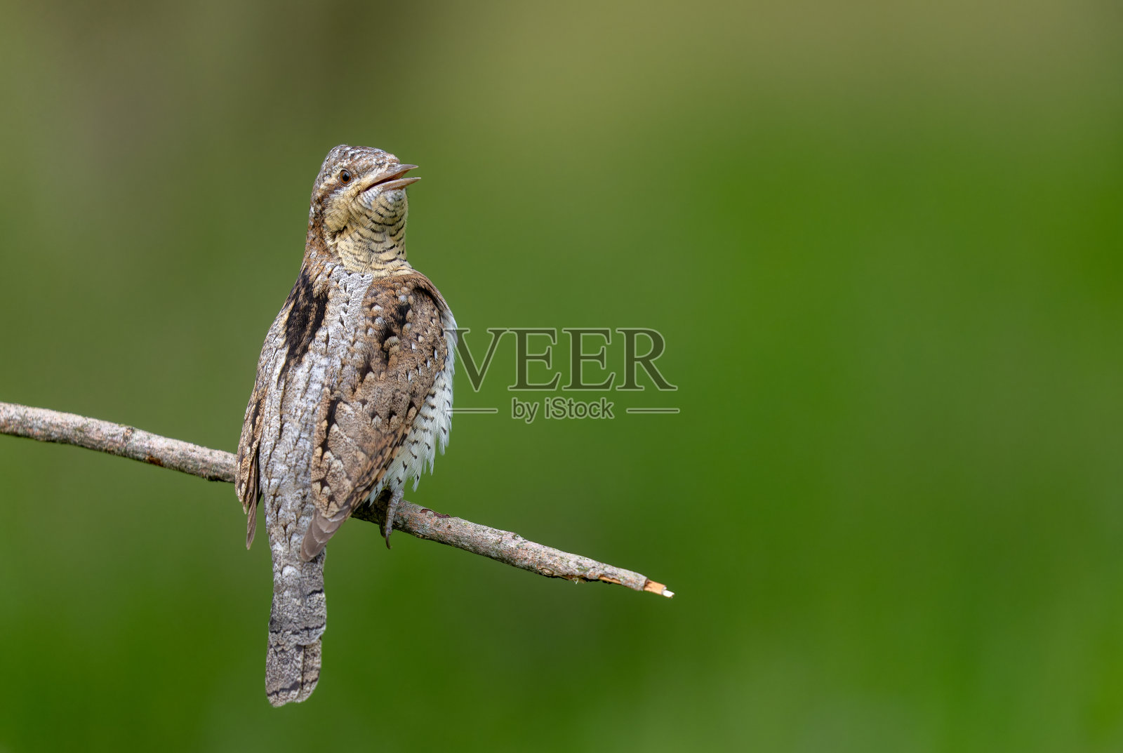 欧亚旋颈犬或北方旋颈犬照片摄影图片
