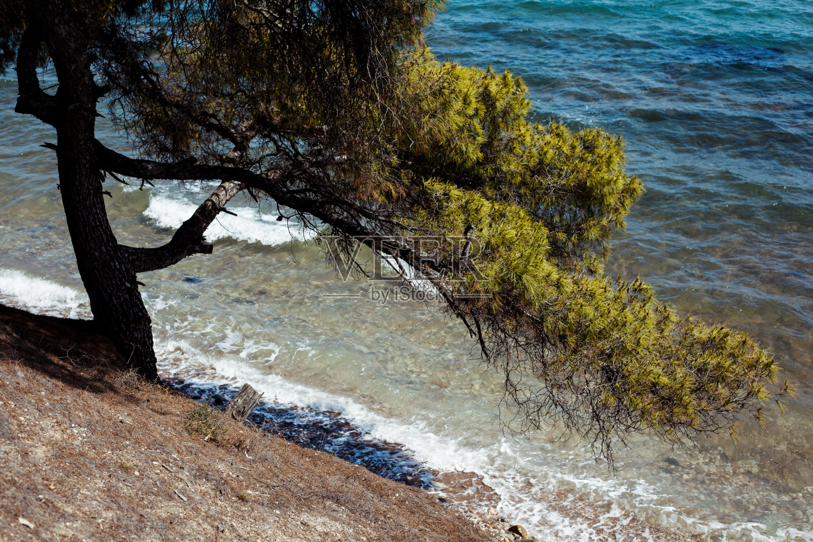 海边的松树，哈尔基迪基照片摄影图片