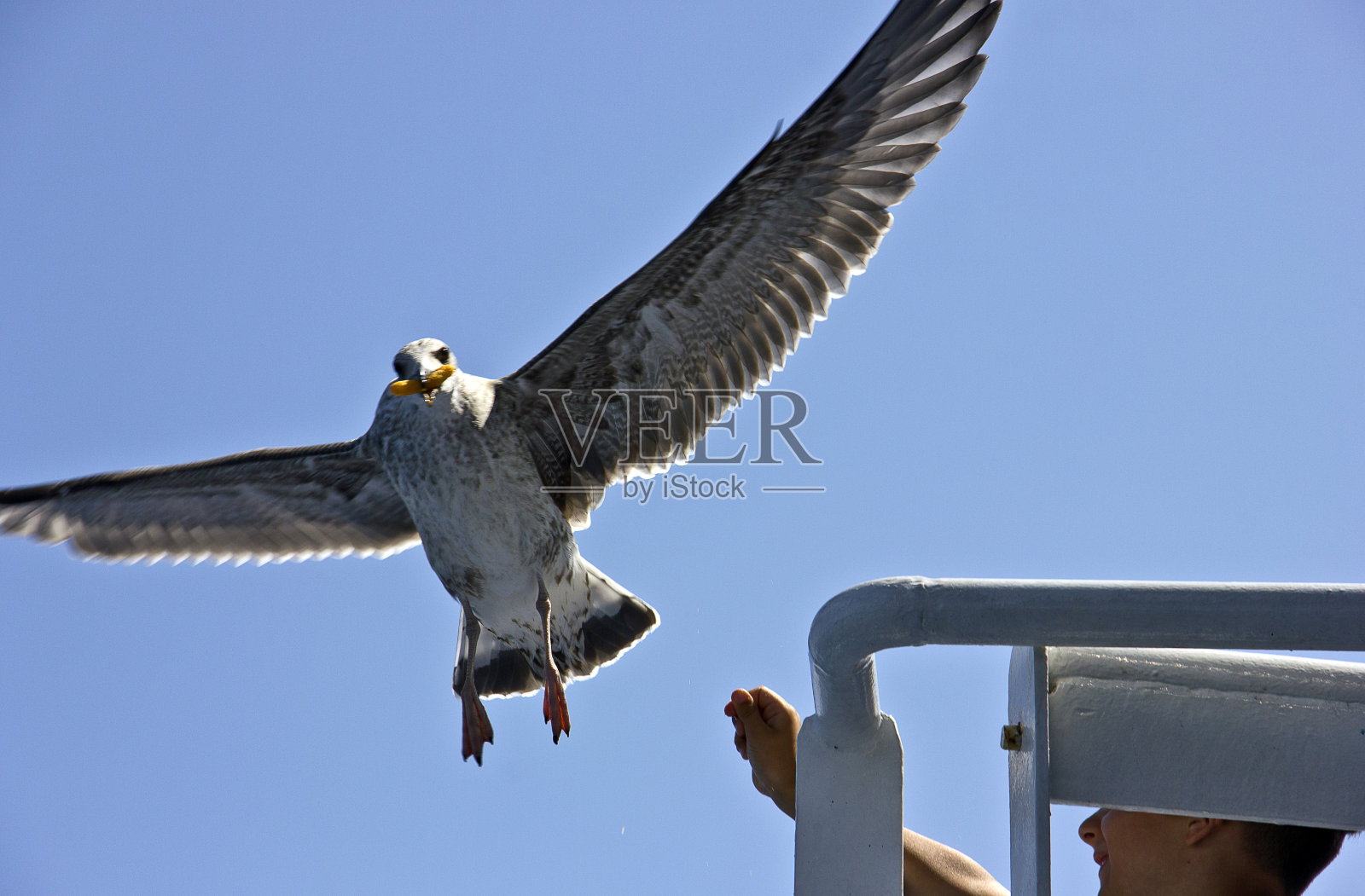 喂海鸥照片摄影图片