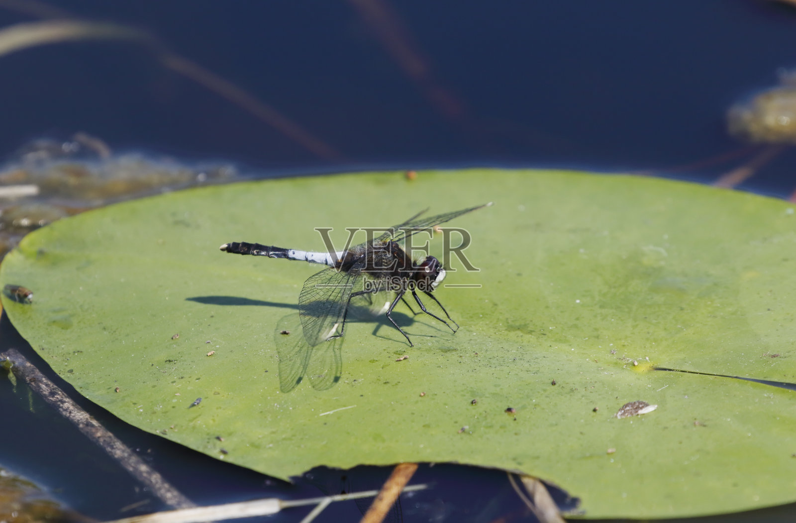 白面蜻蜓(Leucorrhinia caudalis)雄性照片摄影图片