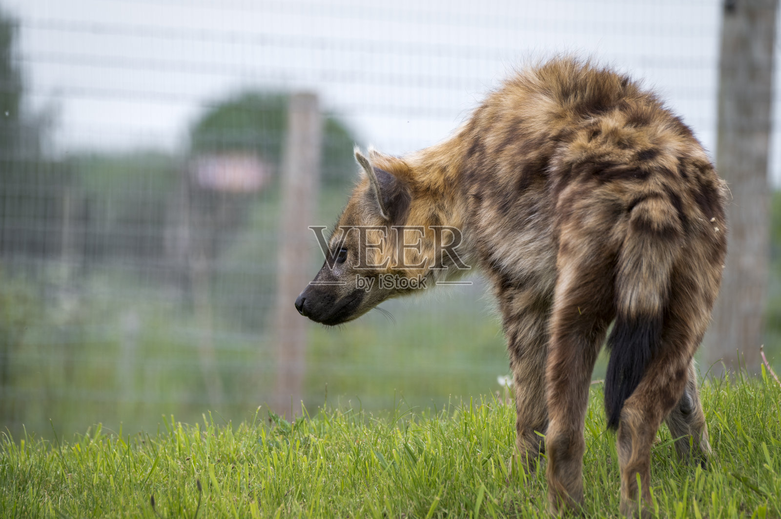 发现Hyhena照片摄影图片