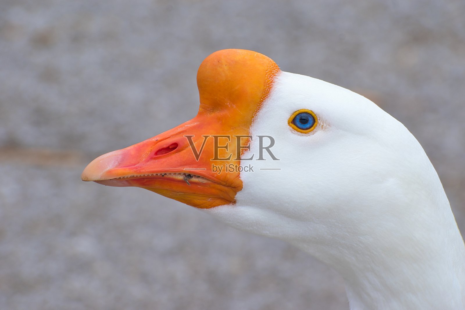 白鹅头照片摄影图片