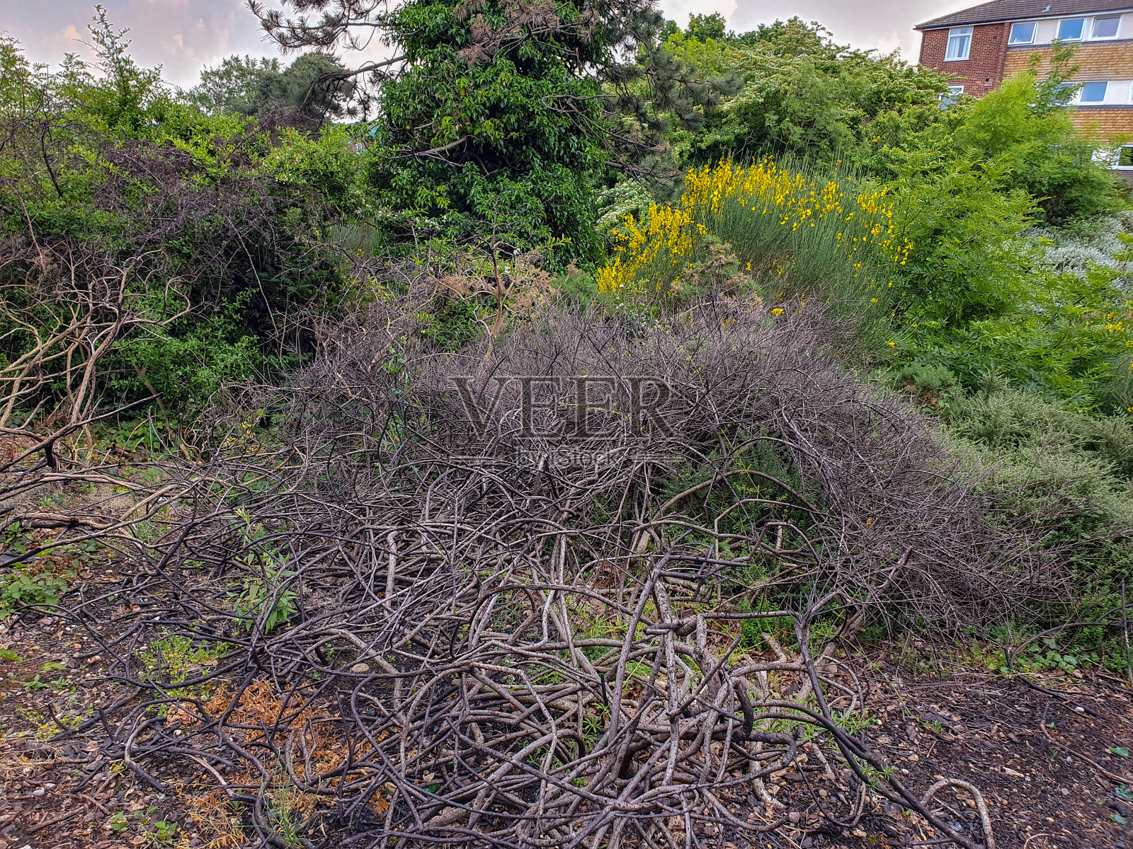 阳光普照的田野里的一堆树枝照片摄影图片