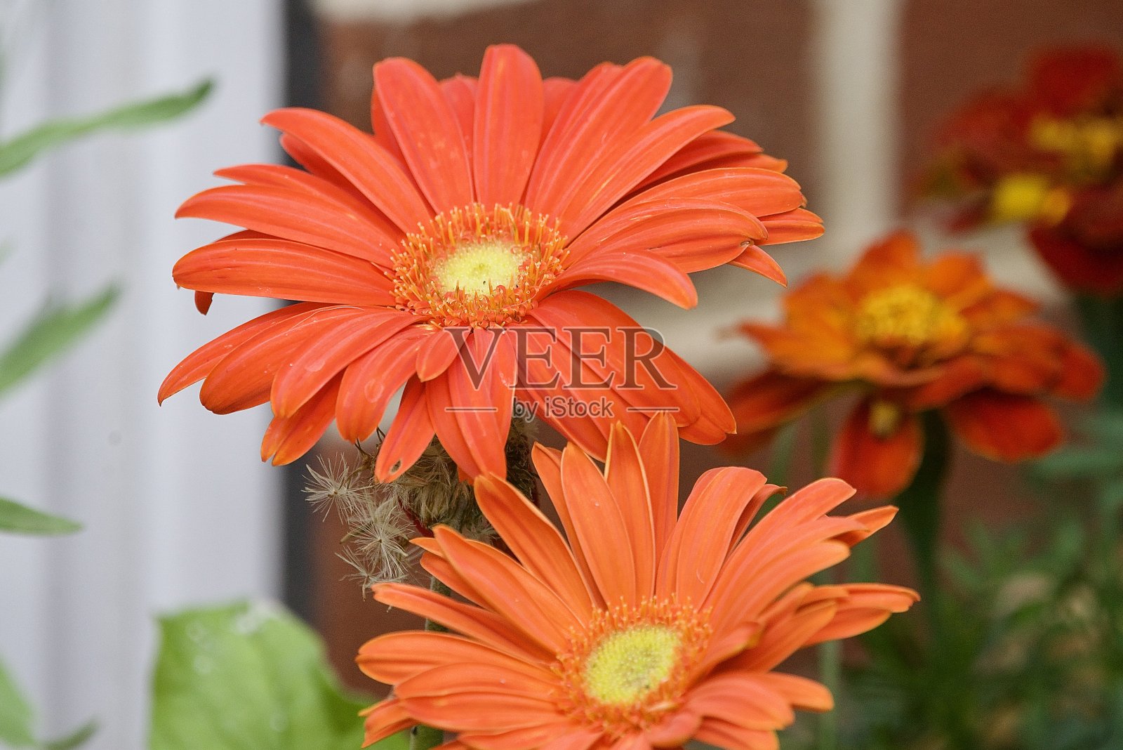 夏天的花鲜艳的颜色照片摄影图片