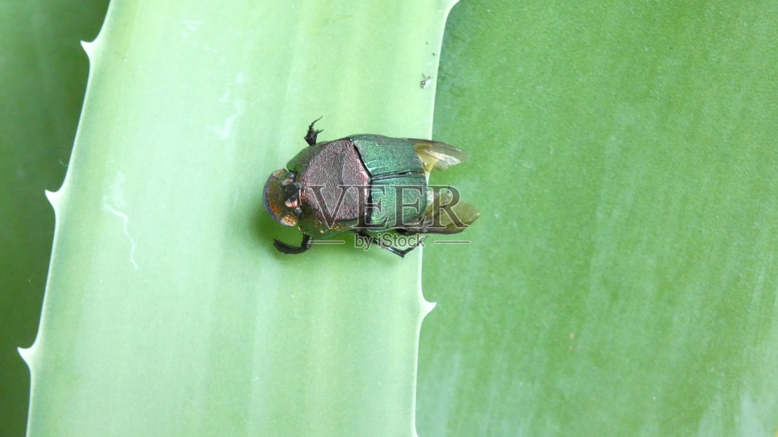 多肉植物上的甲虫照片摄影图片