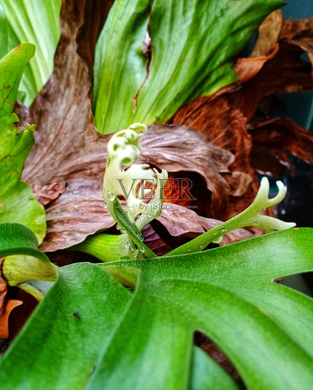 鹿角蕨照片摄影图片